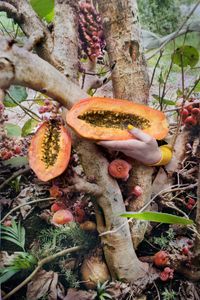 The Figue and The Papaya by Vanja Bučan contemporary artwork photography, print