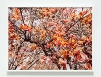 Bloom (#a4826d) by Trevor Paglen contemporary artwork photography