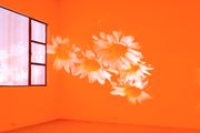 Pink Daisies, Amber Room by Diana Thater contemporary artwork 1