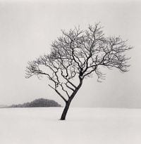 Blackstone Hill Tree, Hokkaido, Japan. by Michael Kenna contemporary artwork photography
