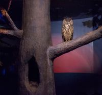 Owl and dusky light by Eric Pillot contemporary artwork photography