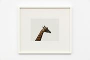Giraffe by Andrew Grassie contemporary artwork 2
