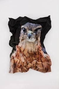 British Birds of Prey: Merlin by Marcus Coates contemporary artwork painting