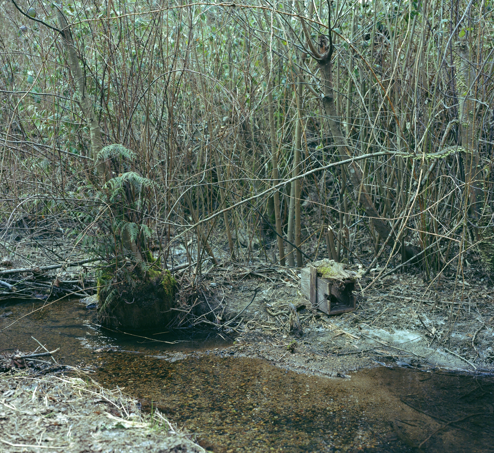 Jeff Wall's Art For Sale, Exhibitions & Biography | Ocula Artist
