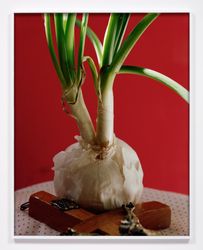 Torbjørn Rødland, Sprouting Onion, (2021). Chromogenic print. 140 x 110 cm. Courtesy David Kordansky Gallery.