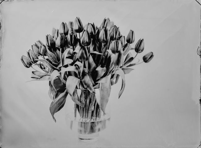 Tulips by Steffen Diemer contemporary artwork