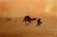 Camels in Dust Storm, Jaisaimer, India by Steve McCurry contemporary artwork print