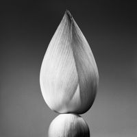 Inde - Lotus by Jean-Baptiste Huynh contemporary artwork photography