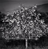Persimmon Tree by Michael Kenna contemporary artwork photography, print