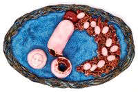 Essential #3 Penis by Holly Stevenson contemporary artwork ceramics