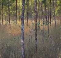 Wattle and Box, Spring Creek by A.J. Taylor contemporary artwork painting
