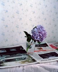 Hydrangea, Ohope, New Zealand by Harry Culy contemporary artwork photography