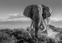 Africa 2 by David Yarrow contemporary artwork photography
