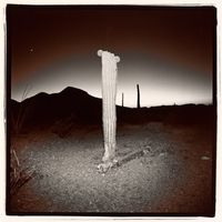 Untitled (Saguaro #3) by Richard Misrach contemporary artwork photography