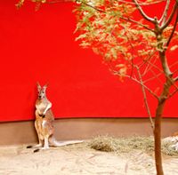 Kangaroo and red wall by Eric Pillot contemporary artwork photography