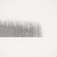 Trees in Winter Field by Jeffrey Conley contemporary artwork photography
