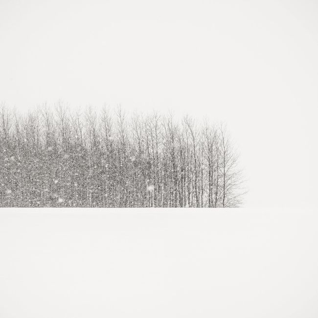 Trees in Winter Field by Jeffrey Conley contemporary artwork