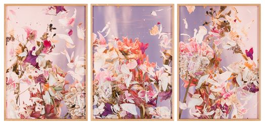 André Hemer, Sky scans (Peonies/Vienna, June 4, 18:25–18:35 CEST) (2020). C-print on Fuji Flex with Oak frame (3 parts). Edition of 1 + AP. Courtesy the artist and Yavuz Gallery.