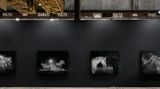 Contemporary art exhibition, Amos Gebhardt, Night Horse at Tolarno Galleries, Melbourne, Australia