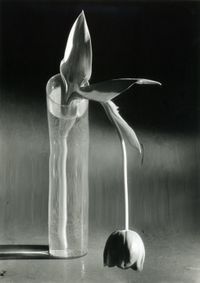 Melancholic Tulip by André Kertész contemporary artwork photography