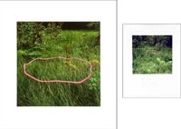 Foxgloves threaded onto rushes Scaur Glen, Dumfriesshire by Andy Goldsworthy contemporary artwork photography