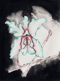 Cattleya Labiata by Grace Schwindt contemporary artwork painting, works on paper, drawing