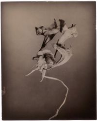 Alstroemeria by Walter Schels contemporary artwork photography