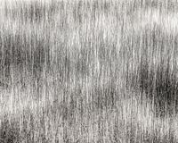 Pond, detail, Iceland by Jeffrey Conley contemporary artwork photography