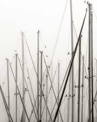 Masts by Anastasia Samoylova contemporary artwork photography, print
