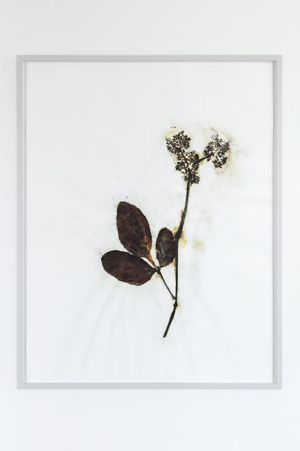 Herbarium Amazonas - Sheets (2) by Christoph Keller contemporary artwork