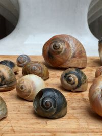 Moon Snails by Roe Ethridge contemporary artwork photography