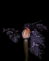 waxing and waning_Punkin Flower by Seongyeon Jo contemporary artwork photography