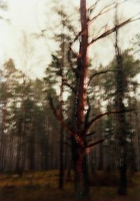Roter Baum by Frank Mädler contemporary artwork photography, print