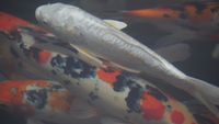 Koi Fish 锦鲤 by Liang Yue contemporary artwork moving image