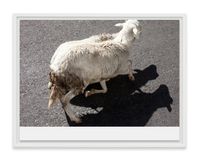 sheep shadow by Wolfgang Tillmans contemporary artwork photography, print
