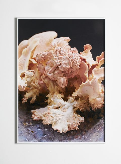 Fruiting Bodies by Flo Maak contemporary artwork