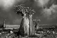 Desert Rose (Wadi Fa Lang) by Beth Moon contemporary artwork photography