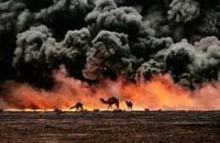 Struggling camels silhouetted against the oil-fire, al-Ahmadi oil field, Kuwait by Steve McCurry contemporary artwork print