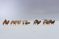 'The journey back to nature', Back to Nature, Mongolia by Marc Progin contemporary artwork photography, print