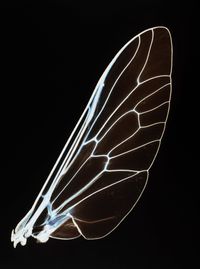 Baby Wings # 3 by Angelika Krinzinger contemporary artwork photography