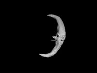 Smoking Moon by David Austen contemporary artwork moving image