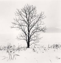 Kero-ochi Tree, Saroma Lake, Hokkaido, Japan by Michael Kenna contemporary artwork photography