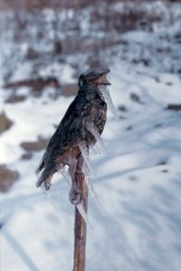 Frozen Starling by Lois Weinberger contemporary artwork photography