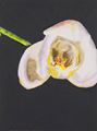 Orchid (Seconds IV (2, 4, 6, 8, 10)) by Luc Tuymans contemporary artwork 4
