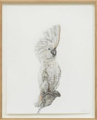 Schrödinger's Bird 15 (from the series: An Experiment on a Bird) by Svenja Schüffler contemporary artwork painting