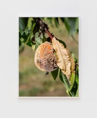 Moldy Peach by Roe Ethridge contemporary artwork photography