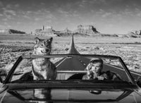 Road Trip by David Yarrow contemporary artwork photography