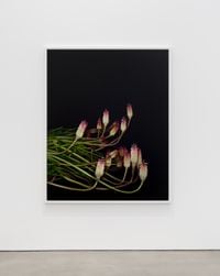 Torch Lily (Icarus) (I) by Sarah Jones contemporary artwork photography