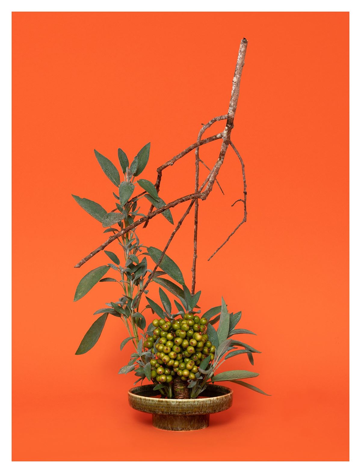 The Sibyl, Sage (Salvia sp.), 2020 by Ann Shelton Ocula