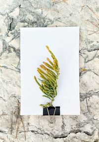 Halophytes Salicornia europaea by Tilyen Mucik contemporary artwork painting, print